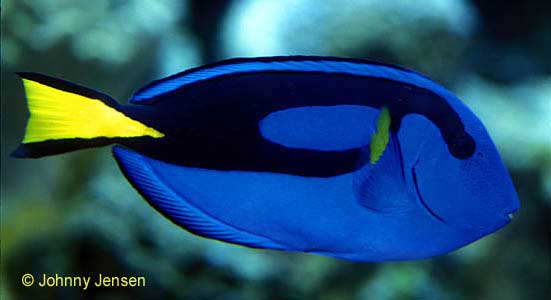 Regal Tang
